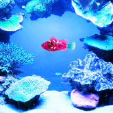LUXENEST HOME Electronic Fish Cat Toy with LED
