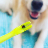 LUXENEST HOME 3PCS Pet Tick Removal Tool Set