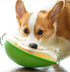 LUXENEST HOME Anti-Tumble Avocado Pet Bowl with a happy dog enjoying its meal.
